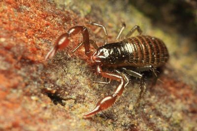 Order Pseudoscorpiones - Pseudoscorpions