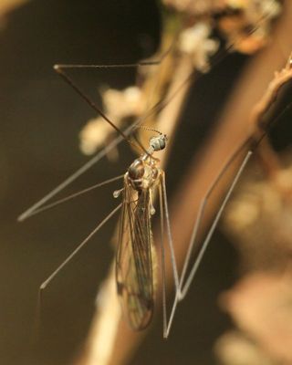 Crane Fly, Dicranomyia sp. (Limoniidae)