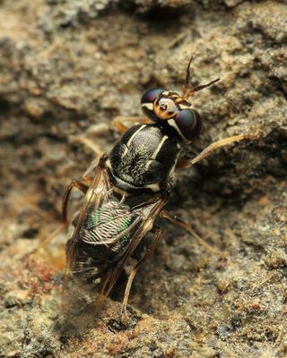 Soldier Fly, Euparyphus albipilosus (Stratiomyidae: Stratiomyinae)
