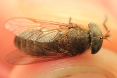 Horse Fly, Atylotus sp. (Tabanidae)