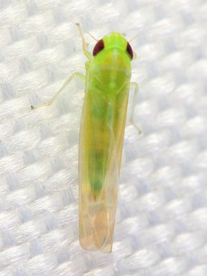 Leafhopper (Cicadellidae: Typhlocybinae: Empoascini)