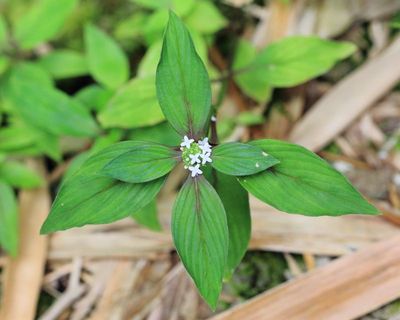 False Buttonweed, Spermacoce sp. (Rubiaceae)