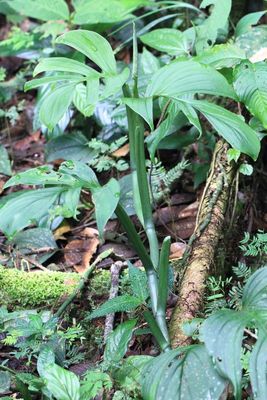 Monstera pinnatipartita (Araceae)
