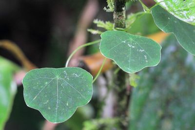 Nasturtium, Tropaeolum sp. (Tropaeolaceae)