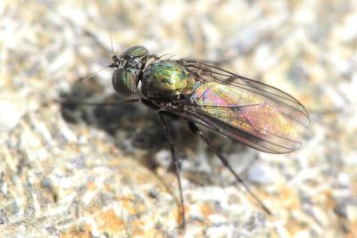 Long-legged Fly (Dolichopodidae: Diaphorinae)