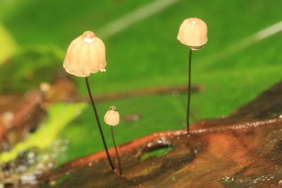 Pinwheel Mushrooms, Marasmius sp. (Marasmiaceae)