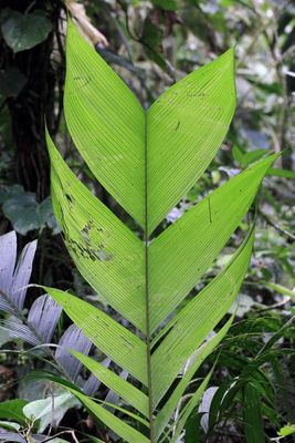 Shadowpalm, Geonoma sp. (Arecaceae)
