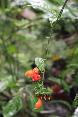 Centropogon sp. (Campanulaceae)