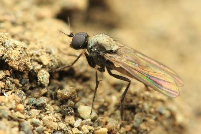 Long-legged Fly, Schistostoma cirripes (Dolichopodidae: Microphorinae)