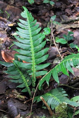 Hard Fern, Blechnum sp. (Blechnaceae)