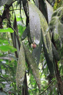 Fishtail Palm (Arecaceae)