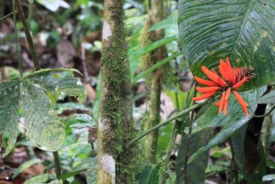 Coral Tree, Erythrina sp. (Fabaceae)