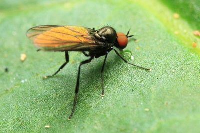 Dance Fly, Bicellaria sp. (Hybotidae)