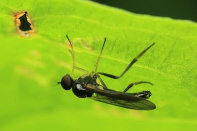 Dance Fly, Leptopeza disparilis (Hybotidae)