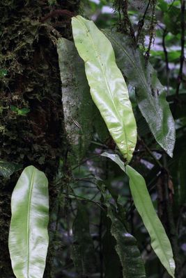 Tonguefern, Elaphoglossum sp. (Dryopteridaceae)