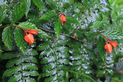 Begonia (Casparya) tetrandra (Begoniaceae)