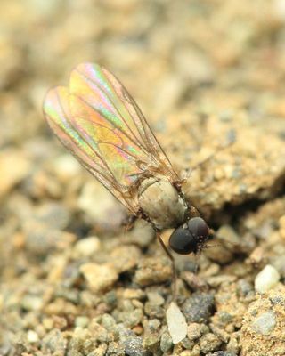 Long-legged Fly, Schistostoma cirripes (Dolichopodidae: Microphorinae)