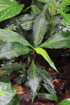Angiospermae, speckled leaf