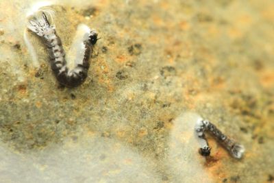 Meniscus Midge, Dixa sp. (Dixidae)