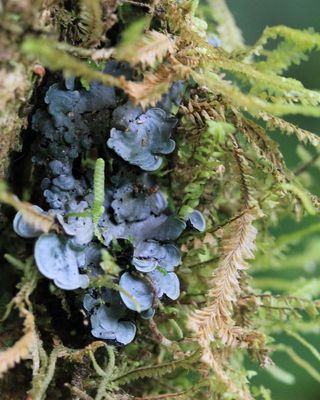 Cora sp. (Hygrophoraceae: Lichenomphalioideae)