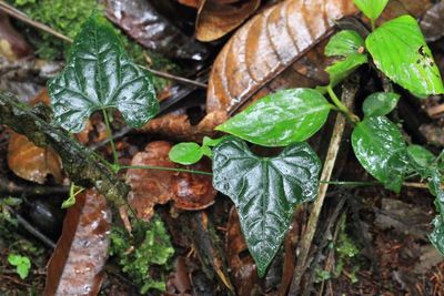 Ivy (Apiales)