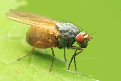Minettia lupulina (Lauxaniidae)