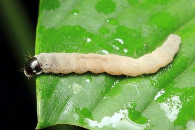 Insect-destroying fungus (Entomophthorales)