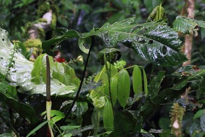 Arum (Araceae)