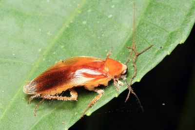 Insect-destroying fungus (Entomophthorales)