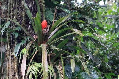 Aechmea cf. hoppii (Bromeliaceae)