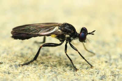 Robber Fly, Eudioctria sp. (Asilidae: Stenopogoninae)