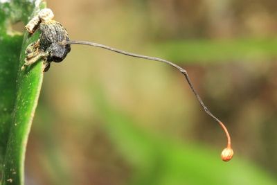 Ophiocordyceps curculionum (Ophiocordycipitaceae)