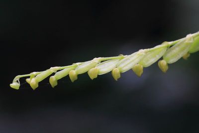 Leach Orchid, Stelis sp. (Orchidaceae: Epidendroideae)