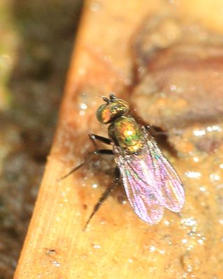 Long-legged Fly (Dolichopodidae: Diaphorinae)