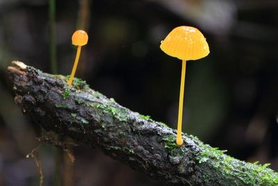 Rainforest Mushrooms