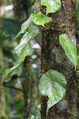 Begonia (Gobenia) sp. (Begoniaceae)