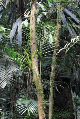 Palms (Arecaceae)