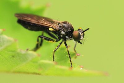 Robber Fly, Eudioctria cf. sackeni (Asilidae: Stenopogoninae)