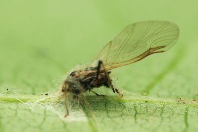 Aphid fungus (Entomophthorales)