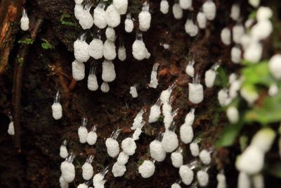 Coral Slime, Ceratiomyxa morchella (Ceratiomyxaceae)