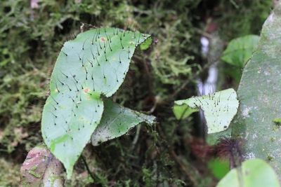 Tonguefern, Elaphoglossum sp. (Dryopteridaceae)