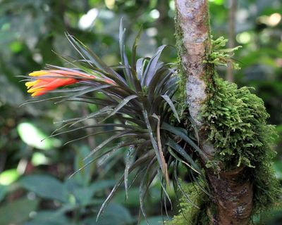 Guzmania angustifolia (Bromeliaceae)