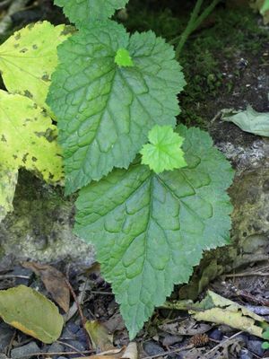 Youth-on-Age, Tolmiea menziesii (Saxifragaceae)