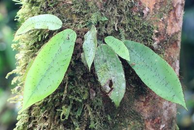 Tonguefern, Elaphoglossum sp. (Dryopteridaceae)