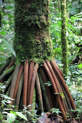 Andean Royal Palm, Dictyocaryum lamarckianum (Arecaceae)