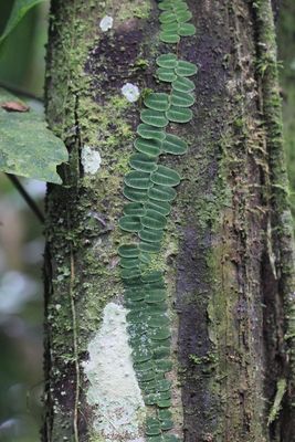 Marcgravia sp. (Marcgraviaceae)