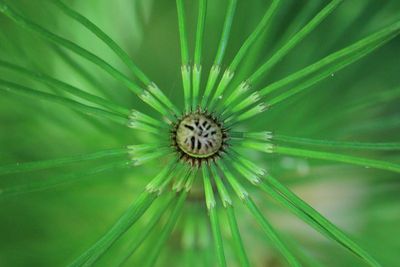 Great Horsetail, Equisetum telmateia (Equisetaceae)
