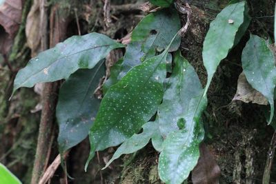 Fern, Campyloneurum sp. (Polypodiaceae)