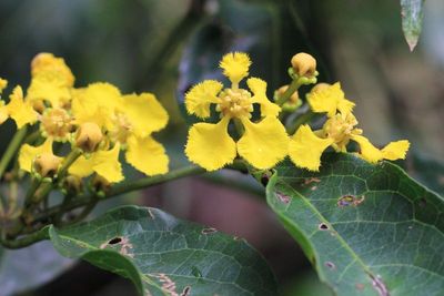 Flora of Ecuador: Sumaco (Part 3: Dicots)