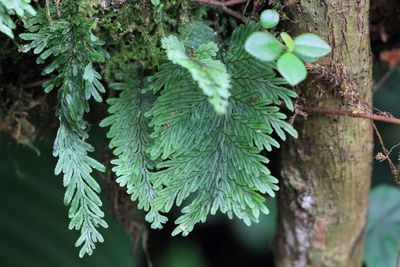 Filmy Fern, Hymenophyllum sp. (Hymenophyllaceae)